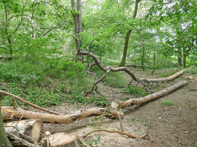 Rodung am Weingarten (Foto: Karl-Franz Thiede)